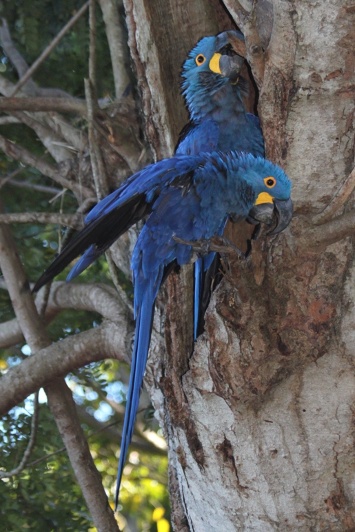 macaw